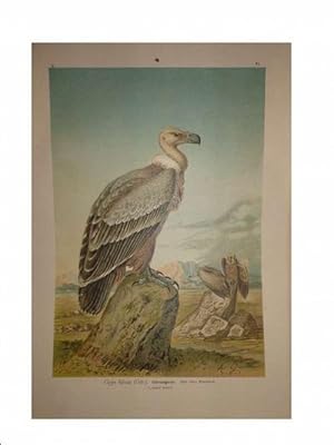 Naturgeschichte der Vögel Mitteleuropas - Bd. V: Raubvögel / Konvolut v. 41 chromolithographische...