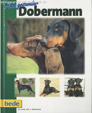 Mein gesunder Dobermann.