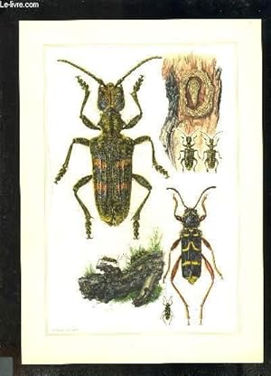 Bild des Verkufers fr COFFRET: INSECTES D EUROPE ET ARACHNIDES ET MYRIAPODES zum Verkauf von Le-Livre