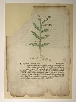 Bild des Verkufers fr Gart der Gesundheit. (GWM 9751, H 8949) Cap. CCCXXXI Persicaria pfersich kraut. zum Verkauf von Versandantiquariat Christine Laist