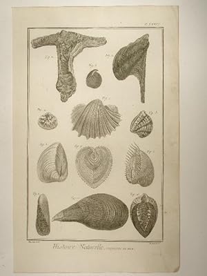 Seller image for Histoire Naturelle, Coquilles de Mer. Planche LXXIII. Aus: Encyclopdie, ou dictionnaire raisonn des sciences, des arts et des mtiers. for sale by Versandantiquariat Christine Laist