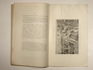 Bild des Verkufers fr Las Ruinas de Cuasmal. Universidad Central del Ecuador. Tirada aparte de los Anales de la Universidad Central de Quito, tomo XL, Nr. 264. zum Verkauf von Versandantiquariat Christine Laist