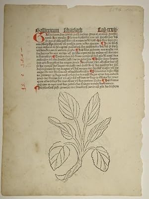 Bild des Verkufers fr Gart der Gesundheit (GW M09766, Hain 8948). Blatt: Cap. CCVII: Gallitricum scharlach und Gallitricum wilder scharlach. zum Verkauf von Versandantiquariat Christine Laist