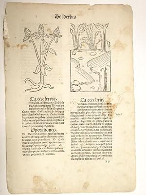 Bild des Verkufers fr Hortus sanitatis. (GW 13548, H 8944). zum Verkauf von Versandantiquariat Christine Laist