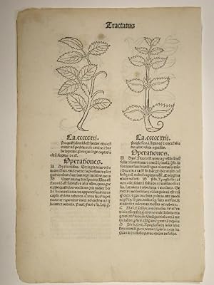 Bild des Verkufers fr Hortus sanitatis (GW 13548, HC 8944). Cap. cccccxix - cccccxxii, Poquistidos, Poglossos, Bropiper, Guirialis stellaria) zum Verkauf von Versandantiquariat Christine Laist