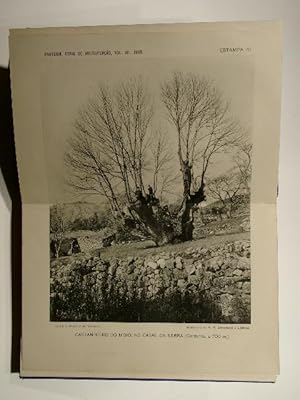 Imagen del vendedor de Broteria. Revista de Sciencias naturaes do collegio de S. Fiel. Volume VII 1908. Serie de vulgarizacao scientifica (A primeira Serie). a la venta por Versandantiquariat Christine Laist