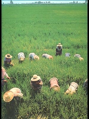 La terra padana