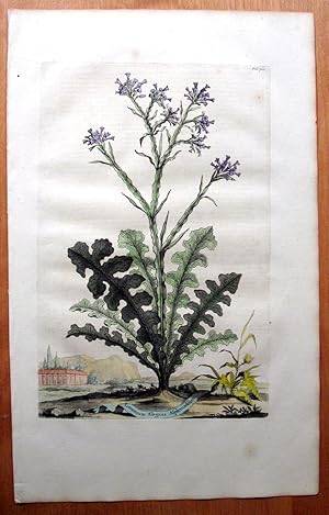 Image du vendeur pour Antique Copperplate Engraving. Botanical- Limonium Elegans Aspleniadeum. mis en vente par Ken Jackson