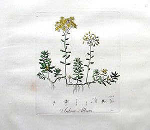 Antique Copperplate Engraving. Botanical- Sedum Album.