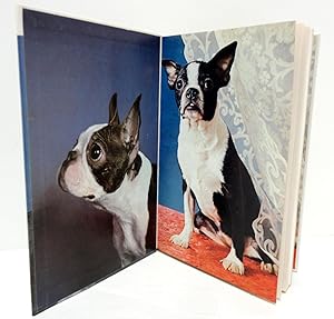 Seller image for Boston Terriers for sale by The Parnassus BookShop