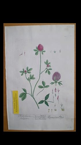 Bild des Verkufers fr Trifolium vulgare. zum Verkauf von Kunstantiquariat Beisler