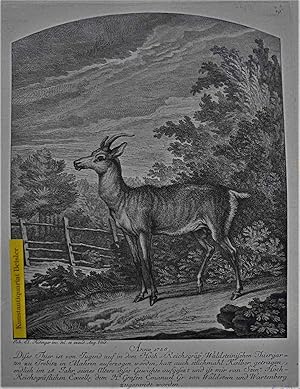 N. 79. Anno 1758. Dises Thier ist von Jugend auf in dem Hoch-Reichsgräfl. Waldsteinischen Thierga...