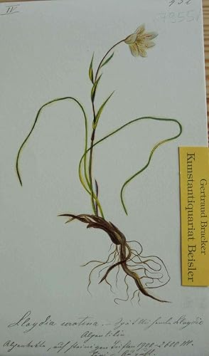 Seller image for Lloydia serotina. Sptblhende Lloydie. Alpenlilie. (Gagea serotina). for sale by Kunstantiquariat Beisler