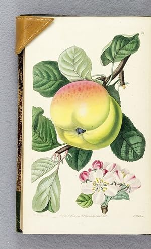 POMOLOGIA BRITANNICA; OR, FIGURES AND DESCRIPTIONS OF THE MOST IMPORTANT VARIETIES OF FRUIT CULTI...