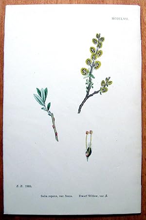 Imagen del vendedor de Antique Botanical Print. Dwarf Willow. a la venta por Ken Jackson