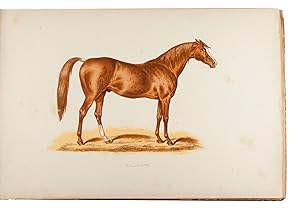 Seller image for Les chevaux de course[:] pedigree - description - historique. 60 portraits en couleur par V.-J. Cotlison, L. Pnicault et Le Nail. Texte orn de 182 vignettes = Historique des talons pur-sang Anglais et Franais et des juments Franaises les plus clbres ayant paru sur le turf de 1764  1887.Paris, J. Rothschild, 1889. Oblong folio (24.5 x 37 cm). With 2 title-pages in red and black, each with a different vignette; 60 chromolithographed plates, highlighted with gum arabic and lithographed by Thurwanger, each facing an inserted letterpress leaf with a pedigree of the horse portrayed. Further with 182 lithographed vignettes in the text. Contemporary gold- and blind-blocked brown morocco, with the original publisher's front wrapper (lithographed and hand-coloured) mounted on the front board in a wide decorated gold frame, gold-tooled turn-ins, gilt edges, white glazed endpapers with a watered-silk pattern, signed on the front board, "A SOUZE A. LENEGRE REL.", meaning Auguste Souze and for sale by Antiquariaat FORUM BV