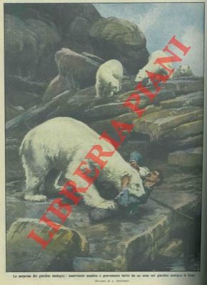 Orso bianco assale e ferisce gravemente un inserviente di un giardino zoologico.