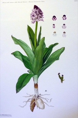 Iconografia delle orchidee d'Italia. Iconography of italian orchids.