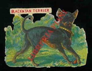 Black & Tan terrier.