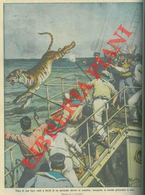 Fuga di una tigre reale da un piroscafo: si suicida (sic) gettandosi in mare.