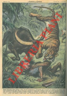 Bufalo salva cacciatore indiano che stava per essere sbranato da una tigre.