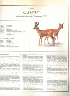 Distribuzione e biologia di 22 specie di mammiferi in Italia.