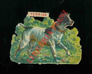 Cani : Fox terrier.