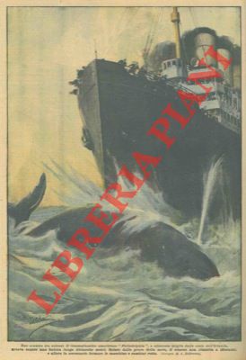 Scontro fra colossi: il transatlantico americano "Philadelphia" urtava contro una balena di 17 me...