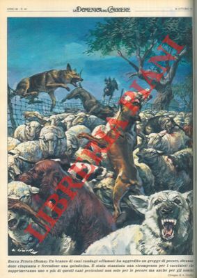 Cani randagi sbranano pecore a Rocca Priora.