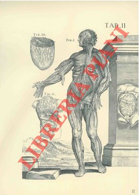 Tabulae anatomicae.