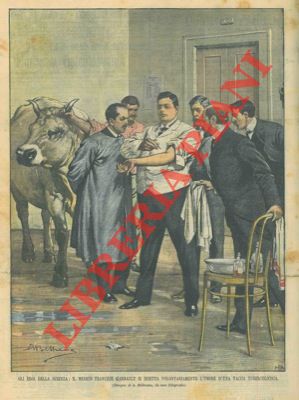 Il medico Garnault si inietta volontariamente l'umore della vacca tubercolotica.
