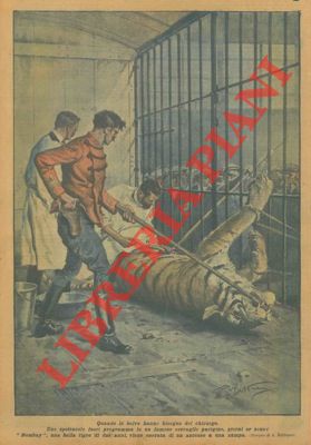 In un serraglio parigino una bella tigre di due anni viene operata di un ascesso ad una zampa.