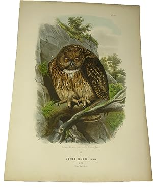 Bild des Verkufers fr Original-Farblithografie Strix Bubo, Linn. Uhu., zum Verkauf von Versandantiquariat Hbald