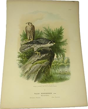 Bild des Verkufers fr Original-Farblithografie Falco Peregrinus, Linn. Wanderfalke. (2), zum Verkauf von Versandantiquariat Hbald