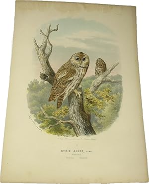 Bild des Verkufers fr Original-Farblithografie Strix Aluco, Linn. Waldkauz., zum Verkauf von Versandantiquariat Hbald