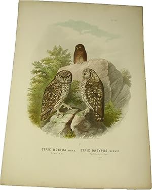 Bild des Verkufers fr Original-Farblithografie Strix Noctua, Retz. / Strix Dasypus, Bechst. Steinkauz / Rauhfssiger Kauz., zum Verkauf von Versandantiquariat Hbald