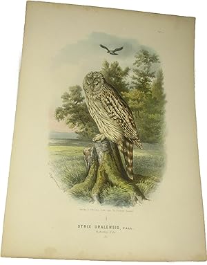 Bild des Verkufers fr Original-Farblithografie Strix Uralensis, Pall. Habichts-Eule., zum Verkauf von Versandantiquariat Hbald