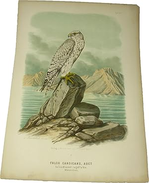 Original-Farblithografie Falco Candicans, Auct. Isländischer Jagdfalke.,