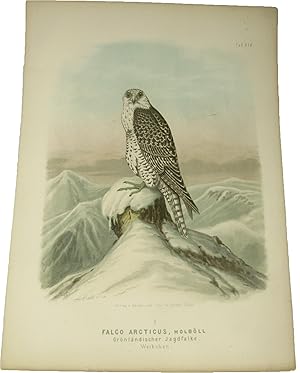 Original-Farblithografie Falco Arcticus, Holböll. Grönländischer Jagdfalke.,