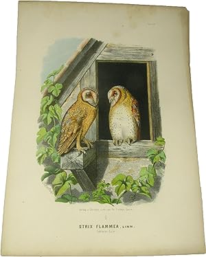 Bild des Verkufers fr Original-Farblithografie Strix Flammea, Linn. Schleier-Eule., zum Verkauf von Versandantiquariat Hbald