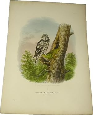 Bild des Verkufers fr Original-Farblithografie Strix Nisoria, Wolf. Sperber-Eule., zum Verkauf von Versandantiquariat Hbald