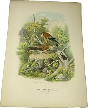 Bild des Verkufers fr Original-Farblithografie Falco Cenchris, Frisch. Rthel-Falke., zum Verkauf von Versandantiquariat Hbald