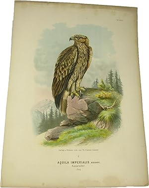 Bild des Verkufers fr Original-Farblithografie Aquila Imperialis, Bechst. Kaiseradler., zum Verkauf von Versandantiquariat Hbald