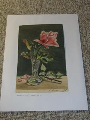 Rose 1910 (2),