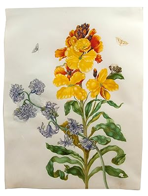 [Watercolour of a wallflower and a double hyacinth, with inchworm moths, larvae and pupae].[Amste...