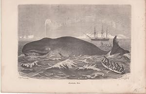Grönlands-Wal. Holzschnitt von C.G. Jahrmargt nach Robert Kretschmer.