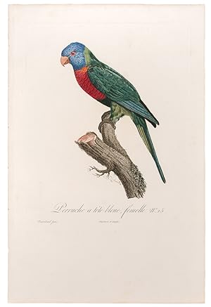 Seller image for [Blue Headed Parrot] Perruche  tte bleue, femelle for sale by Donald A. Heald Rare Books (ABAA)