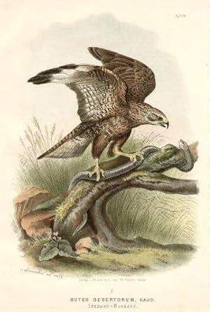 Steppen-Bussard. Farbige Lithographie von Riesenthal.