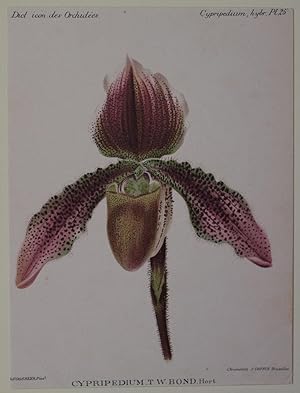 Image du vendeur pour Cypripedium t. w. bond, mis en vente par Sephora di Elena Serru