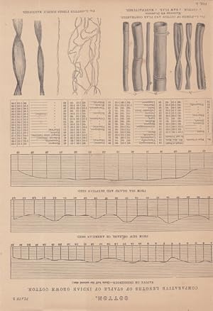 Cotton, Baumwolle, Comparative Lengths of staple of Indian grown cotton, Druckgraphik um 1880 mit...